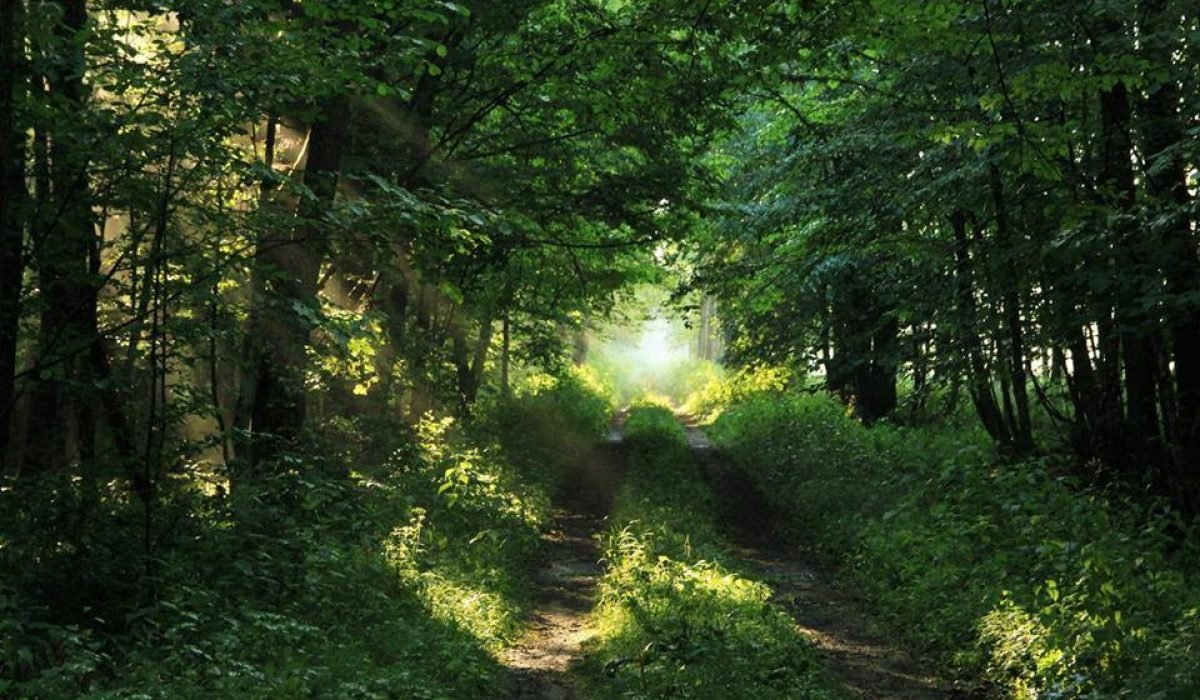 bialowieza